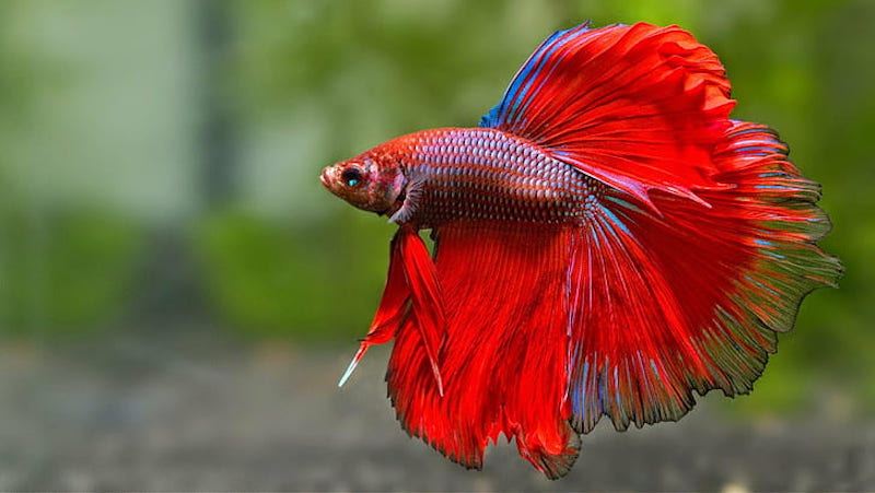 rumblefish2