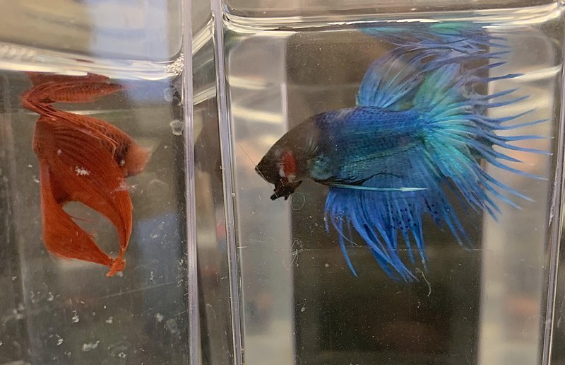 rumblefish4