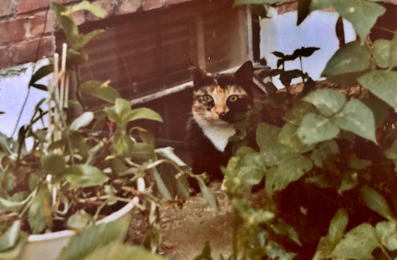 cats