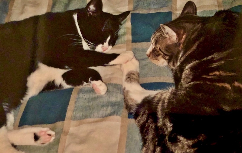 cats2