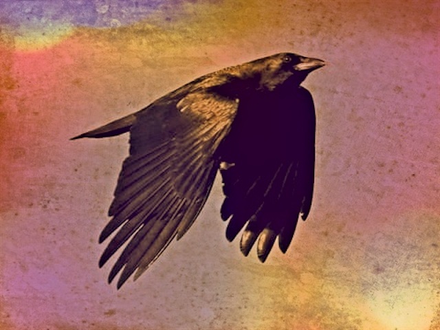 crow