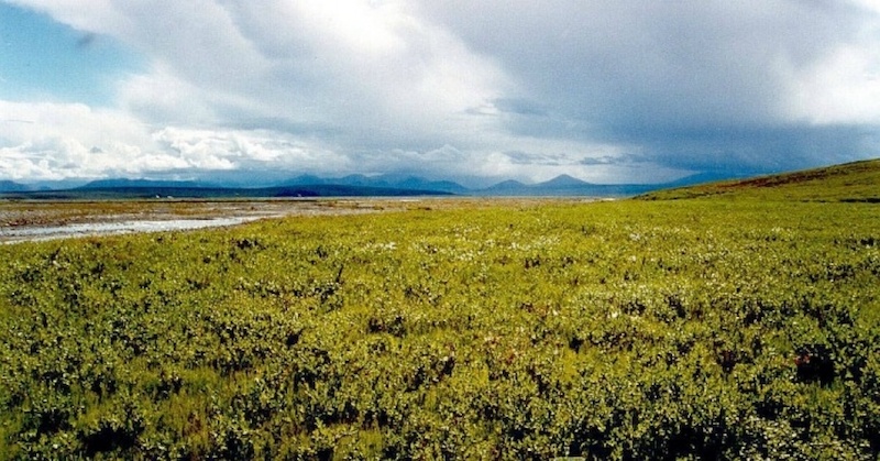 Arctic Tundra. (Photo: USFWS)
