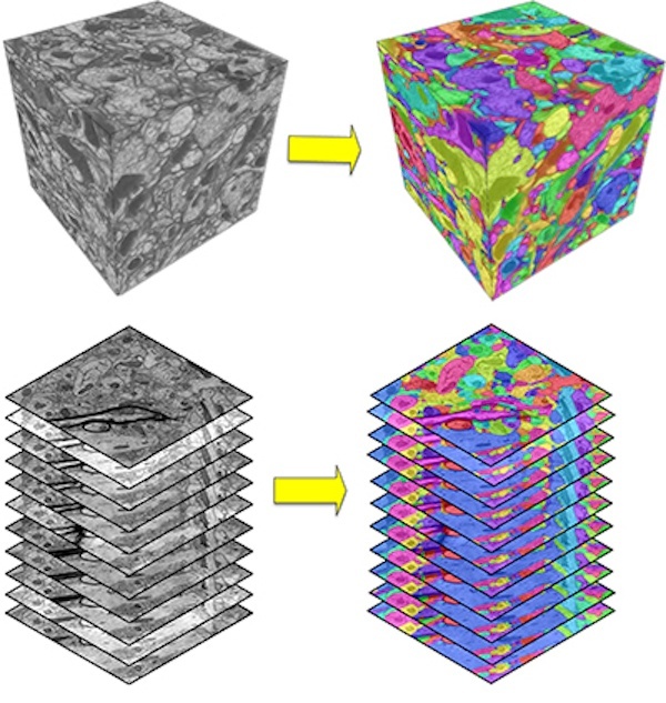 Left: Raw electron microscopy images of small pieces of brain tissues. Right: Color-coded brain maps generated by computers, where different colors represent different neurons. Credit: Washington State University