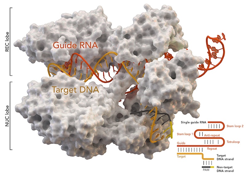 CRISPR-associated protein Cas9 (white) from Staphylococcus aureus based on Protein Database ID 5AXW. Credit: Thomas Splettstoesser (Wikipedia, CC BY-SA 4.0)  Read more at: https://phys.org/news/2017-05-crispr-gene-hundreds-unintended-mutations.html#jCp