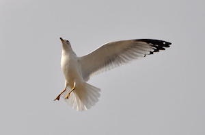 One Wing Landing. Photo by Emily Stauring. fineartamerica.com/featured/one-wing-landing-emily-j-photography.html