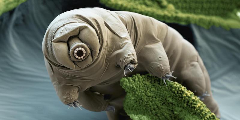 Tardigrade. Source: BBC
