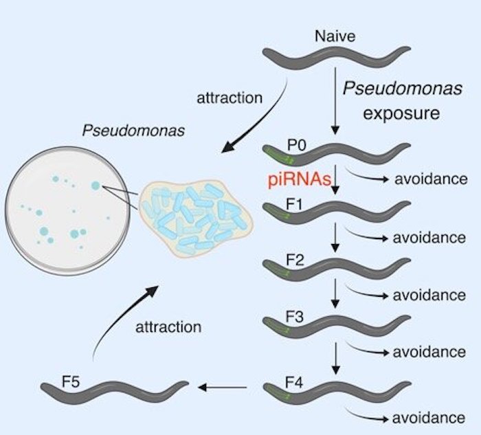 Princeton University researchers Rebecca Moore, Rachel Kaletsky and Coleen Murphy have discovered that learned behaviors can be inherited for multiple generations in C. elegans, transmitted from parent to progeny via eggs and sperm cells. C. elegans are initially attracted to pathogenic P. aeruginosa, but upon eating the bacterium and becoming ill, they learn to avoid it. C. elegans mothers (P0) pass down this aversive behavior to their progeny for four generations (F1-F4). Credit: researchers