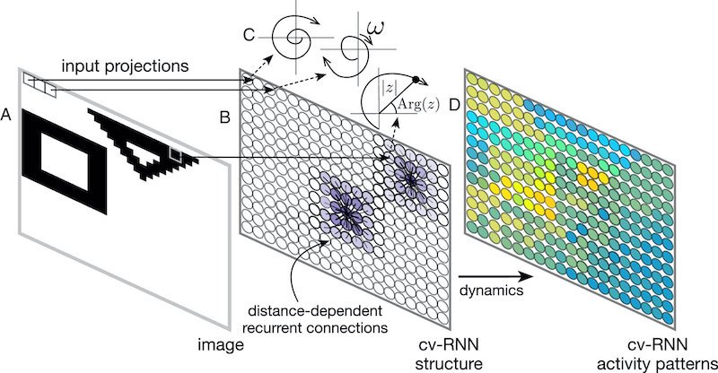 Schematic representation of the cv-RNN. (A) Input image. Each pixel projects to one node in the cv-RNN. (B) Nodes in the cv-RNN are arranged into a 2D sheet, where recurrent connection weights (purple) decrease as a Gaussian with distance between nodes Eq. 4. (C) The activity of each node is described by a phase Arg ( 𝑧 ) and an amplitude | 𝑧 | in the complex plane. Inputs from image pixels modulate the natural frequency 𝜔 of the corresponding node. (D) Image inputs interact with the recurrent dynamics of the cv-RNN, to produce spatiotemporal patterns of activity in the network that can be used to segment images. Credit: Proceedings of the National Academy of Sciences (2025). DOI: 10.1073/pnas.2321319121