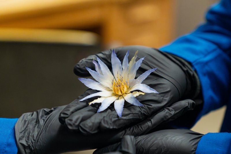 Liam McEvoy, a fourth-year UC Berkeley student majoring in anthropology and minoring in Egyptology, has spent much of his time on campus studying the cultural significance of the Egyptian blue lotus and the chemical properties that differentiate it from products sold online. Credit: Diego Moran/UC Berkeley