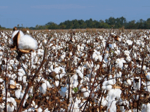 Mississippi Cotton